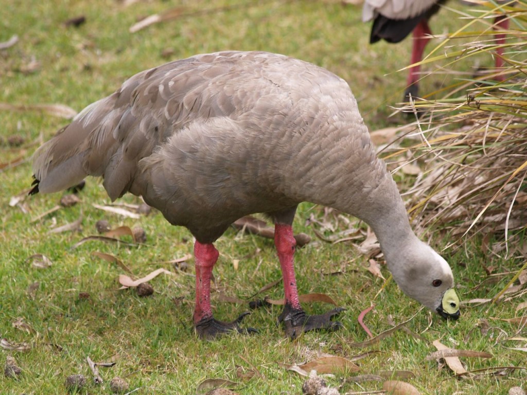 Cape Barren Goose, Findlers Chase National Park, Kangaroo Island, South Australia, Australia, October 5, 2010 