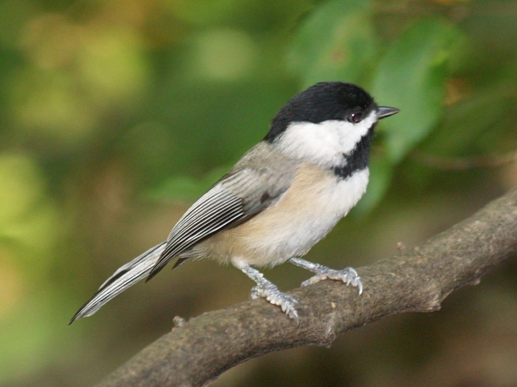 Carolina Chickadee, Chapel Hill, North Carolina, USA, September 6, 2009