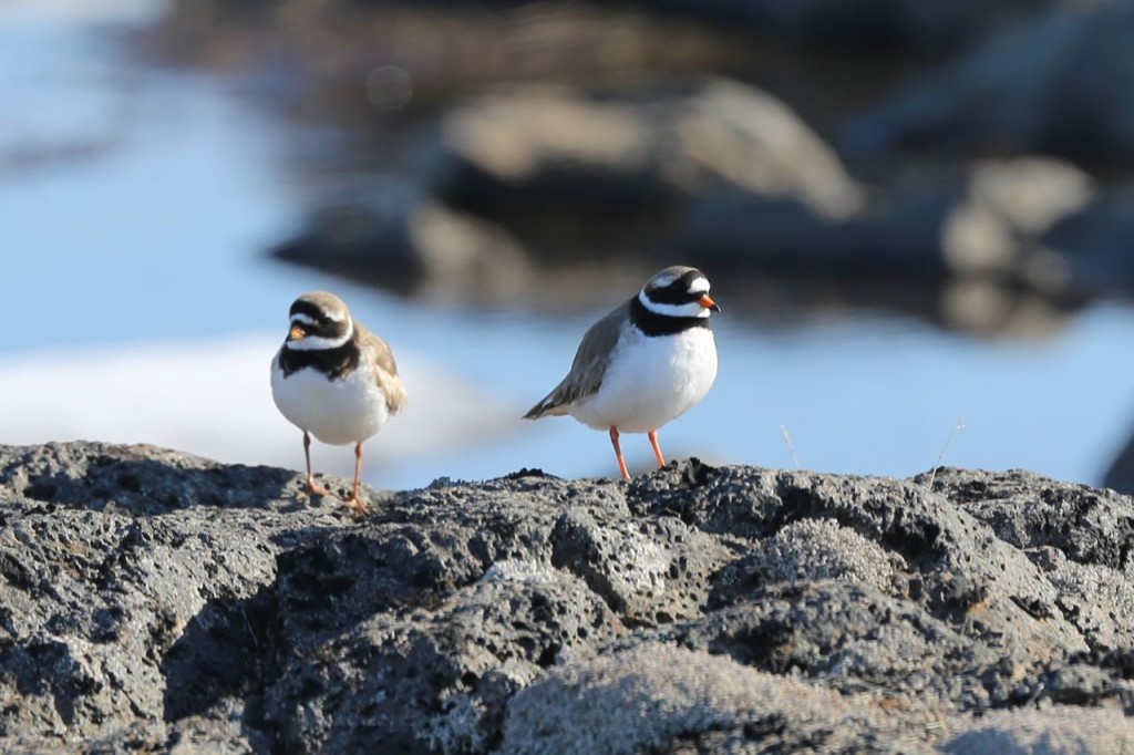 Common Ringed Plovers, Dettifoss, Norðurland eystra, Iceland, May 20, 2014