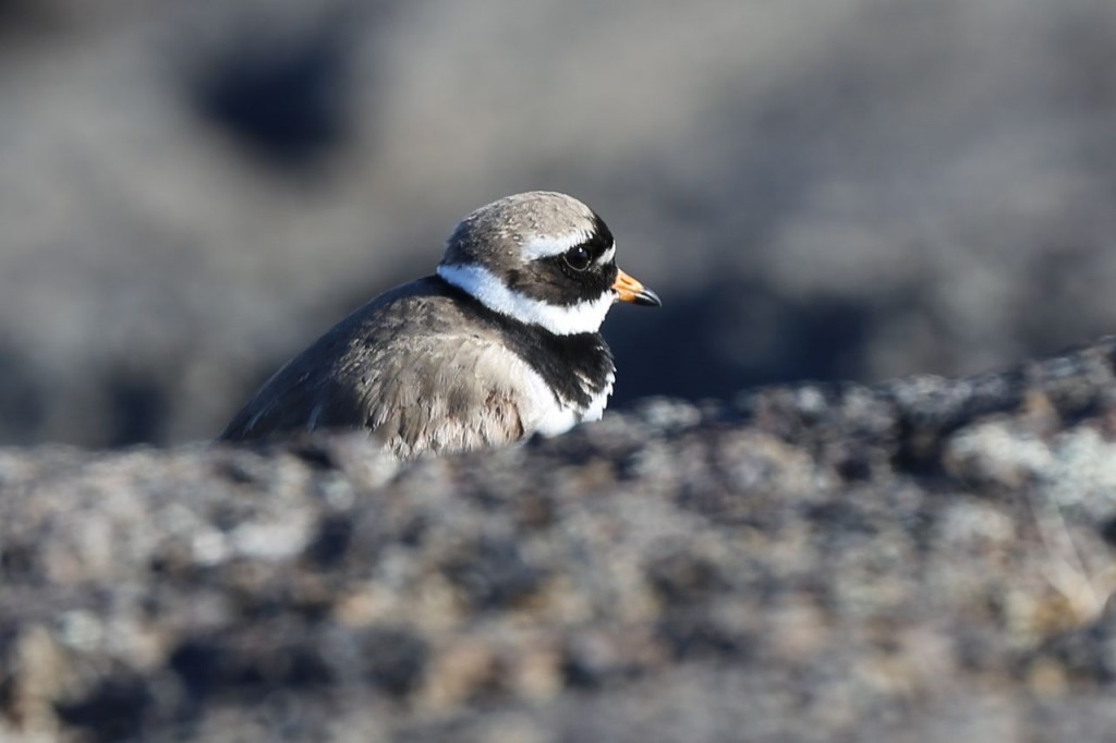 Common Ringed Plover, Dettifoss, Norðurland eystra, Iceland, May 20, 2014
