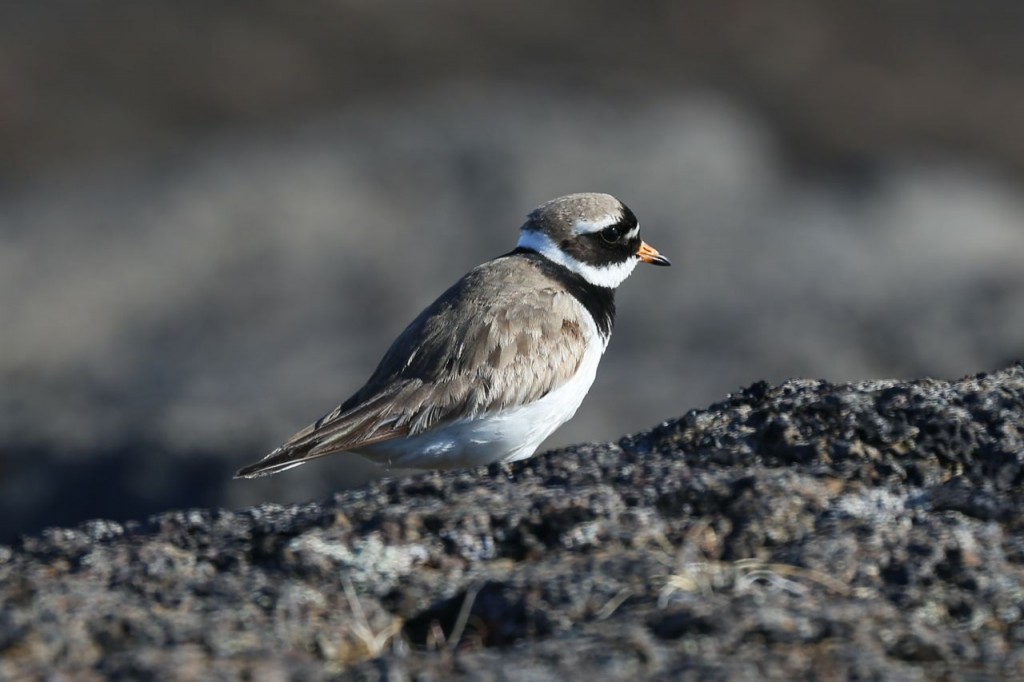 Common Ringed Plover, Dettifoss, Norðurland eystra, Iceland, May 20, 2014
