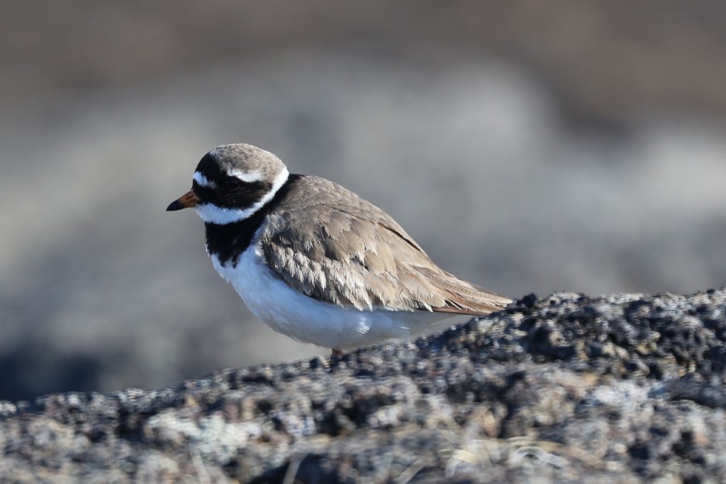 Common Ringed Plover, Dettifoss, Norðurland eystra, Iceland, May 20, 2014