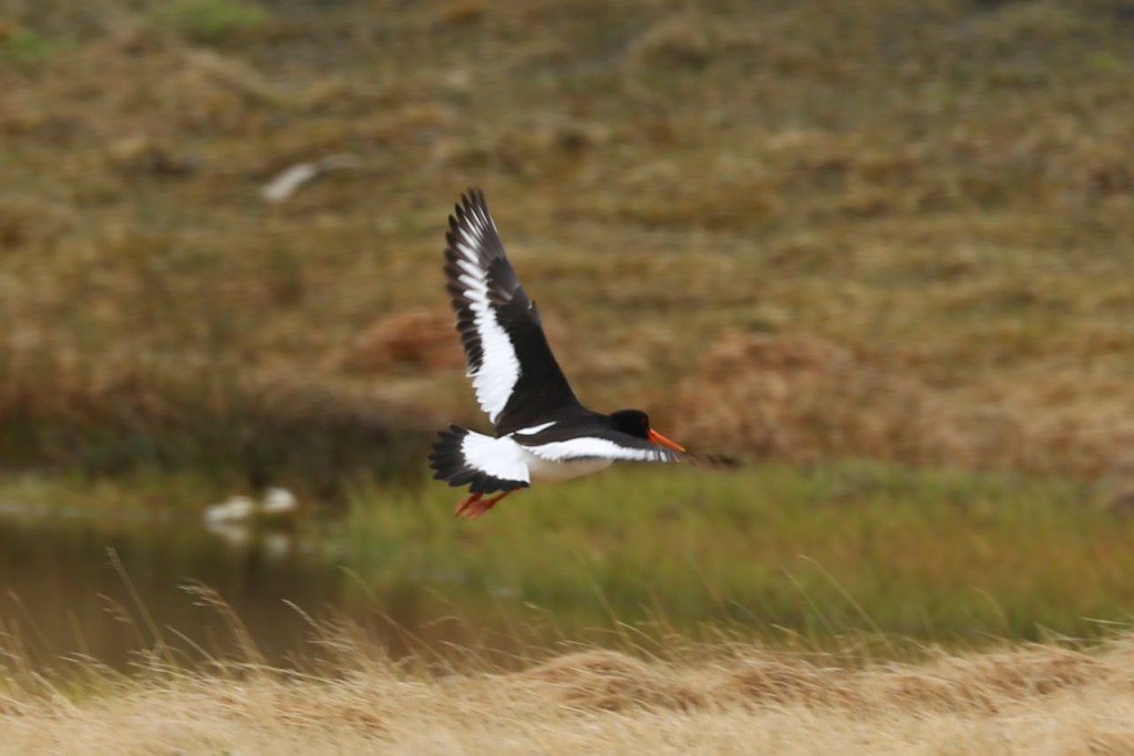 Eurasian Oystercatcher, Westfjords, Iceland, May 24, 2014