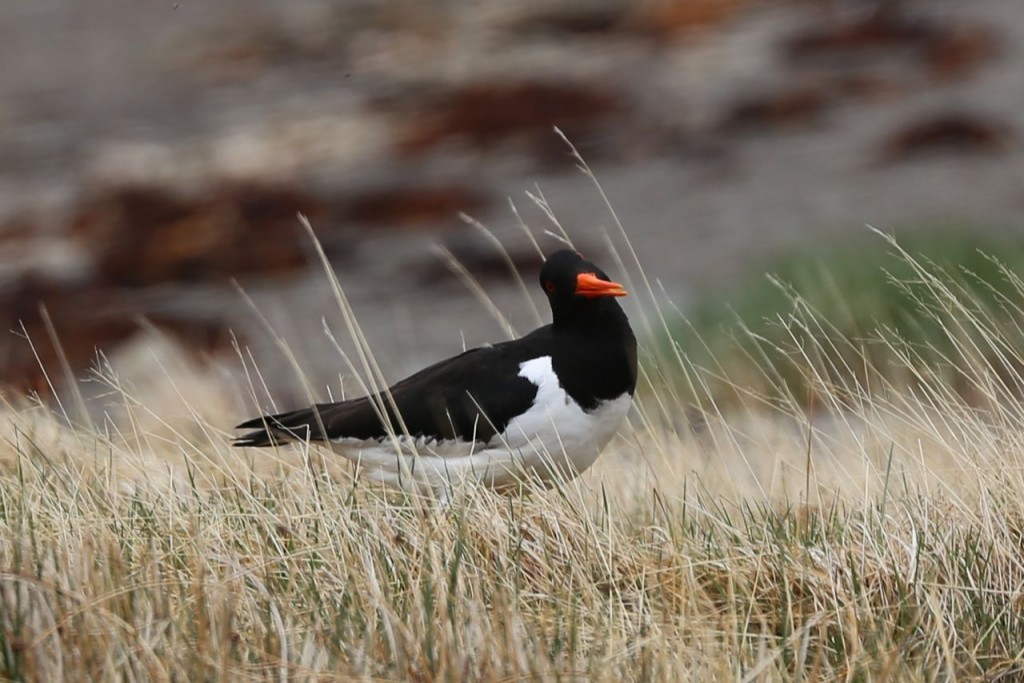 Eurasian Oystercatcher, Westfjords, Iceland, May 24, 2014