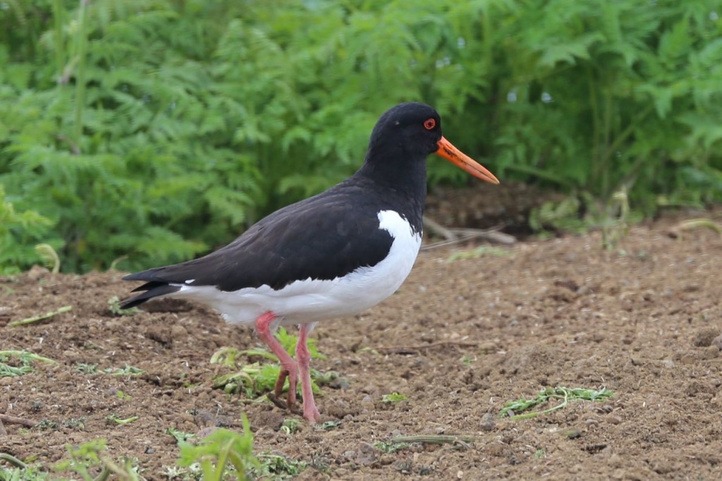 Eurasian Oystercatcher, Reykjavik, Iceland, May 27, 2014