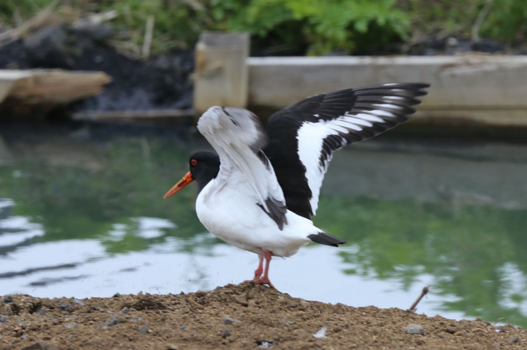 Eurasian Oystercatcher, Reykjavik, Iceland, May 27, 2014