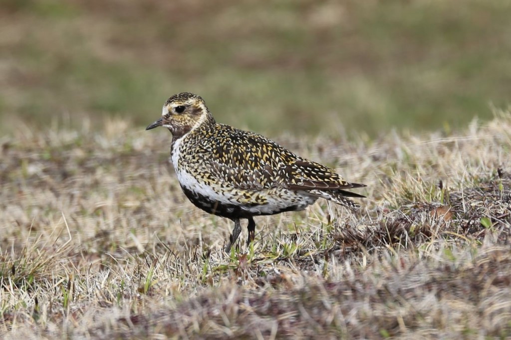 European Golden-Plover (female), Mývatn area, Norðurland eystra, Iceland, May 21, 2014