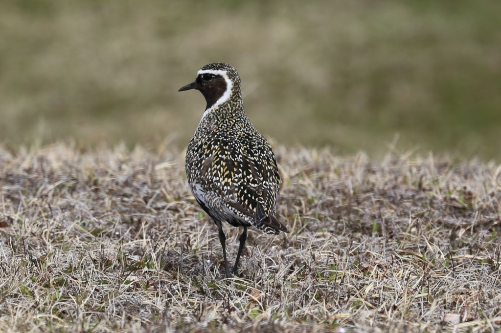 European Golden-Plover (male), Mývatn area, Norðurland eystra, Iceland, May 21, 2014