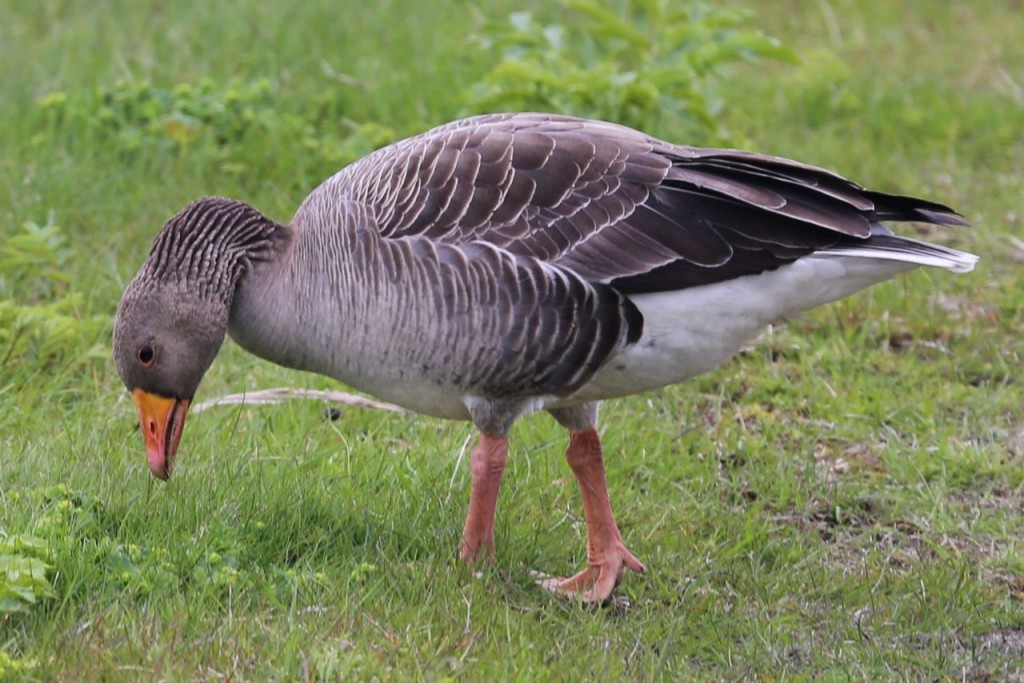 Greylag Goose, Reykjavik, Iceland, May 27, 2014