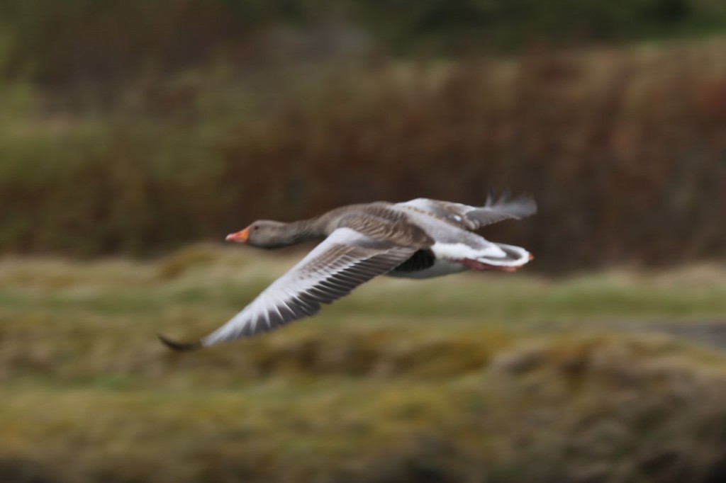 Greylag Goose, Reykjavik, Iceland, May 26, 2014