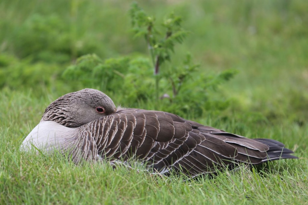 Greylag Goose, Reykjavik, Iceland, May 27, 2014