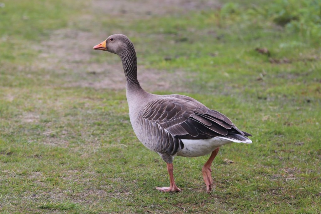 Greylag Goose, Reykjavik, Iceland, May 27, 2014
