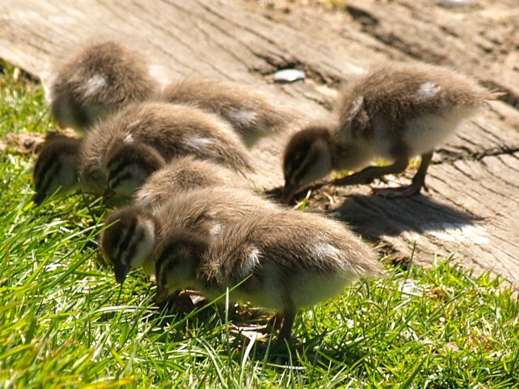 Maned Ducks (juvenile), Torrens River Park, Adelaide, South Australia, Australia, October 4, 2010Black Swan, Torrens River Park, Adelaide, South Australia, Australia, October 4, 2010