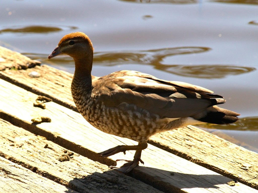 Maned Ducks (female), Torrens River Park, Adelaide, South Australia, Australia, October 4, 2010Black Swan, Torrens River Park, Adelaide, South Australia, Australia, October 4, 2010