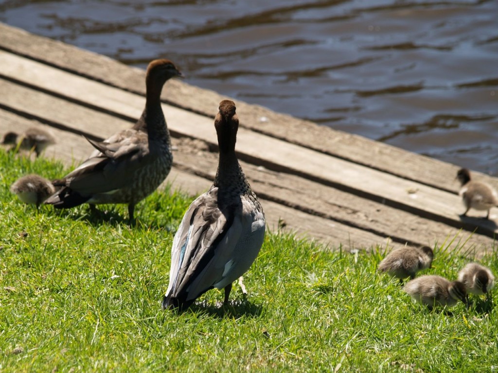 Maned Ducks (male, female, juveniles), Torrens River Park, Adelaide, South Australia, Australia, October 4, 2010Black Swan, Torrens River Park, Adelaide, South Australia, Australia, October 4, 2010