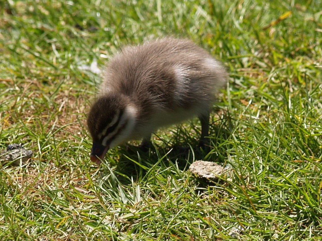 Maned Duck (juvenile), Torrens River Park, Adelaide, South Australia, Australia, October 4, 2010Black Swan, Torrens River Park, Adelaide, South Australia, Australia, October 4, 2010