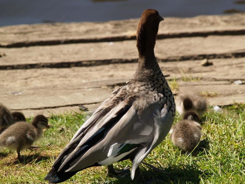 Maned Ducks (male), Torrens River Park, Adelaide, South Australia, Australia, October 4, 2010Black Swan, Torrens River Park, Adelaide, South Australia, Australia, October 4, 2010