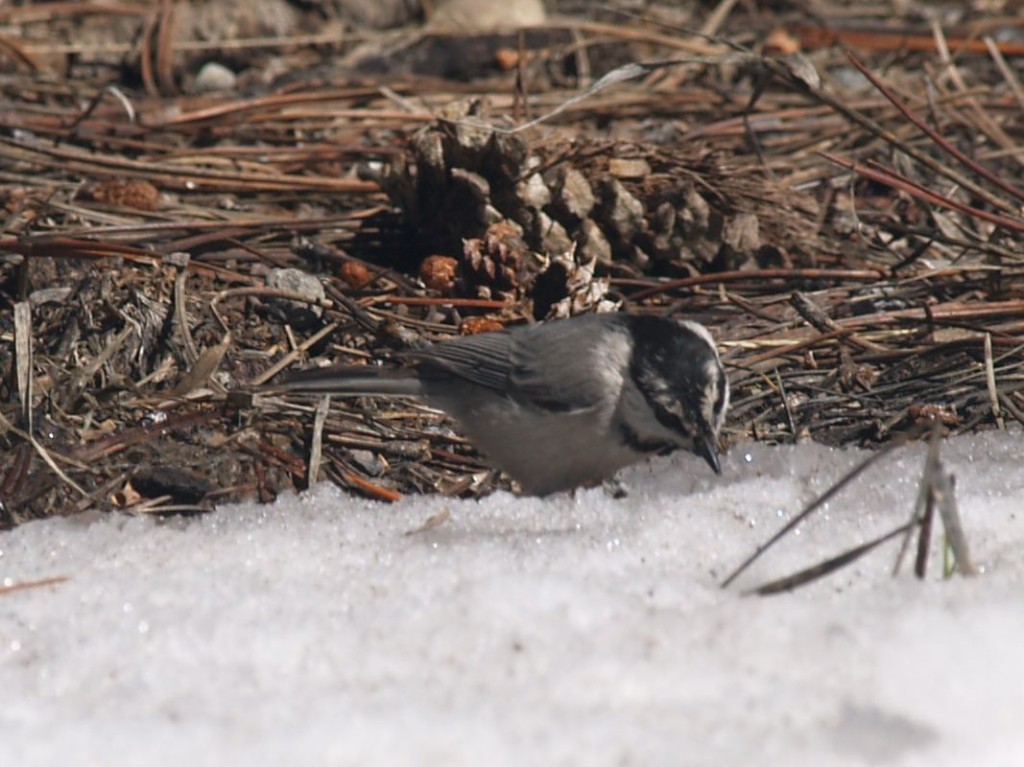 Mountain Chickadee, Bryce Canyon National Park, Bryce Canyon, Utah, USA, March 16, 2010