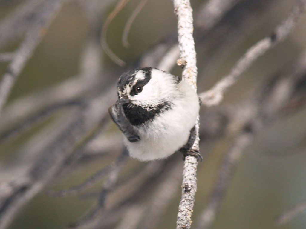 Mountain Chickadee, Bryce Canyon National Park, Bryce Canyon, Utah, USA, March 16, 2010