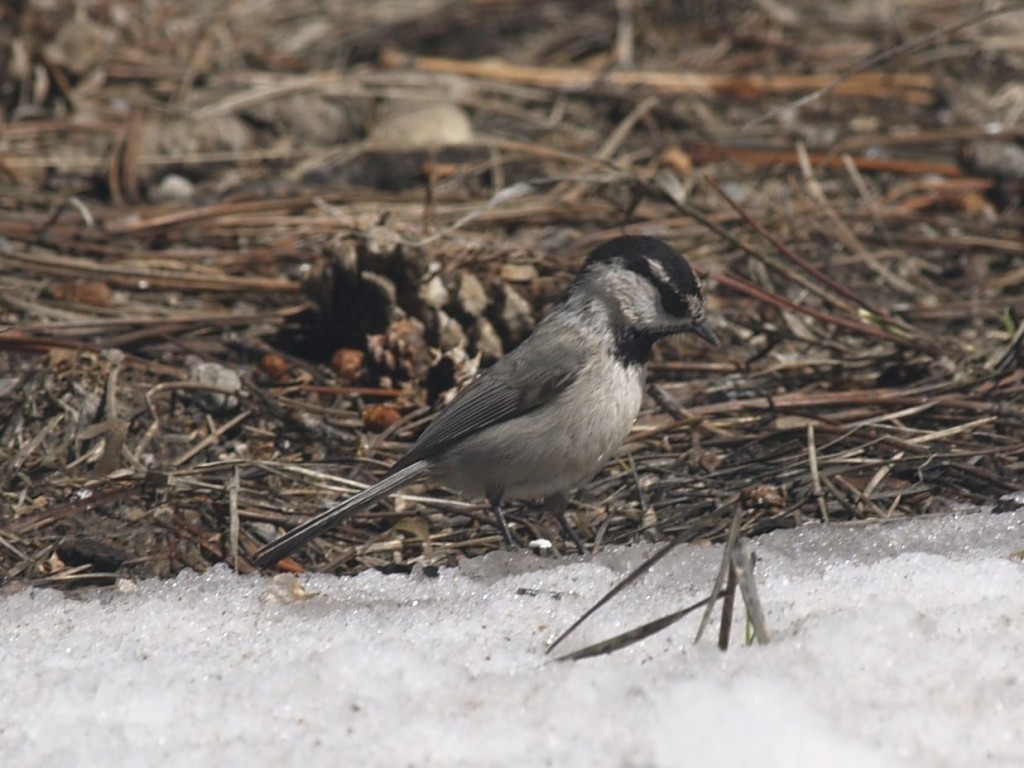 Mountain Chickadee, Bryce Canyon National Park, Bryce Canyon, Utah, USA, March 16, 2010