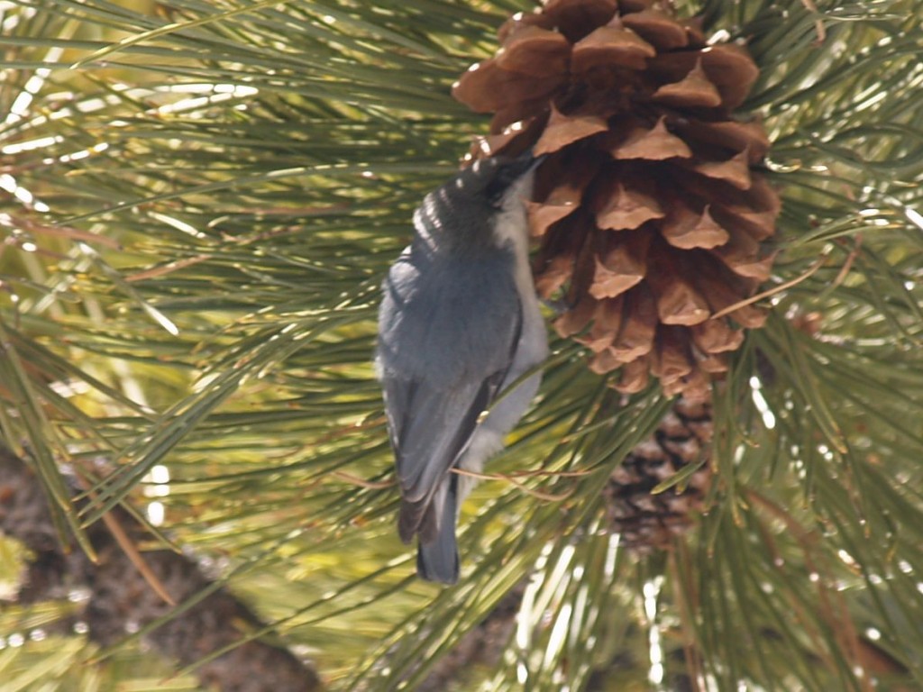 Pygmy Nuthatch, Bryce Canyon National Park, Bryce Canyon, Utah, USA, March 16, 2010