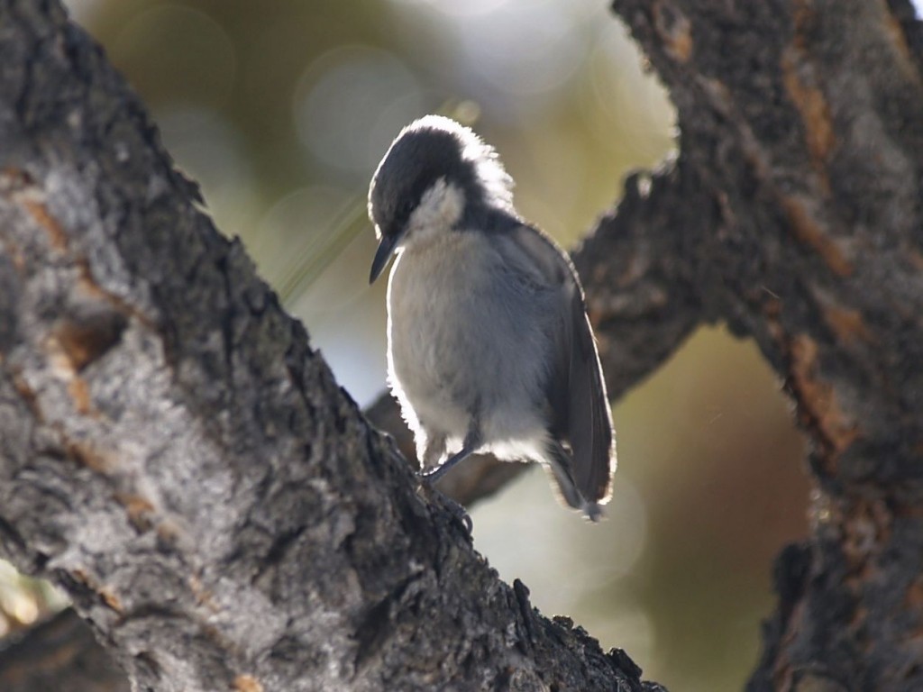 Pygmy Nuthatch, Bryce Canyon National Park, Bryce Canyon, Utah, USA, March 16, 2010