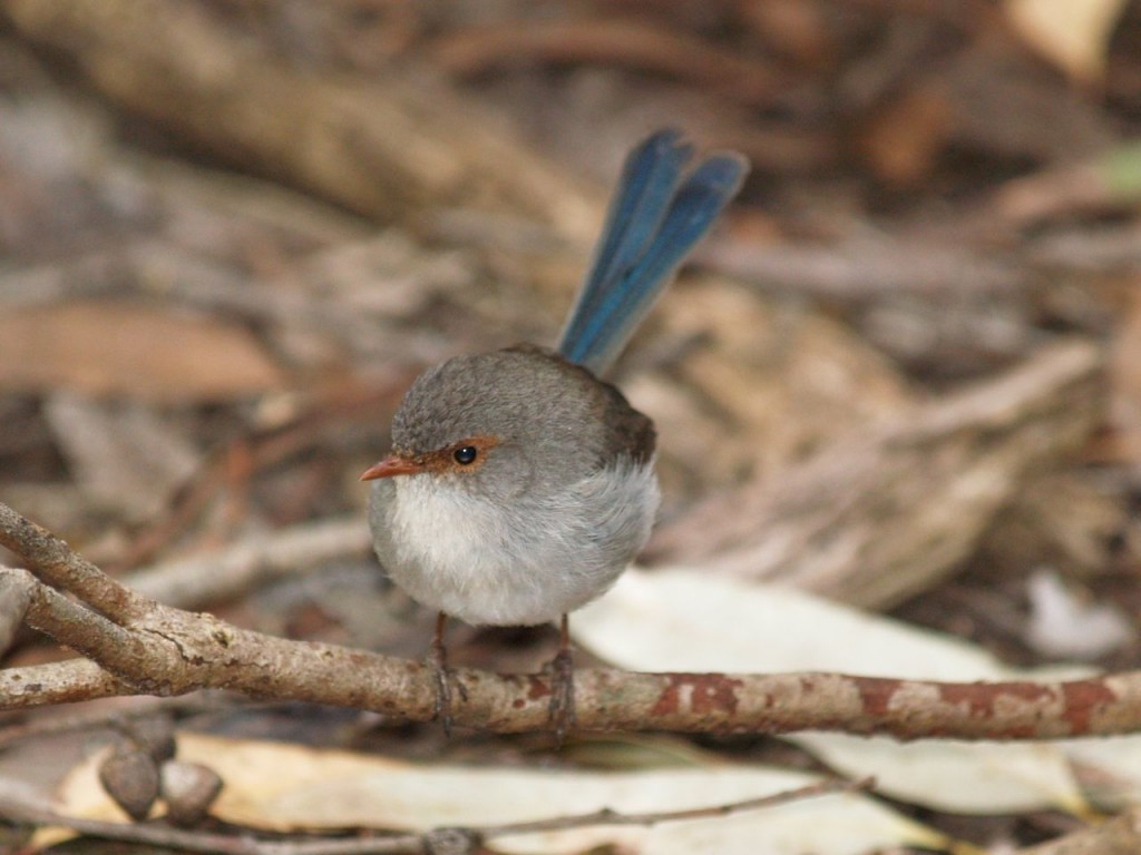 Superb Fairywren (female), Findlers Chase National Park, Kangaroo Island, South Australia, Australia, October 5, 2010 