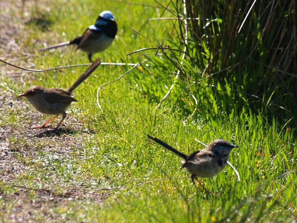 Superb Fairywren (front to back: juvenile, female, male), Yanakie, Victoria, Australia, October 3, 2010 