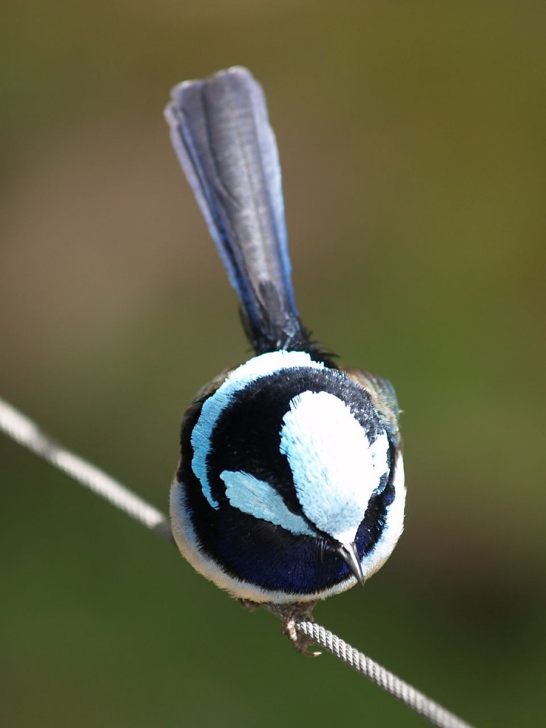 Superb Fairywren (male), Findlers Chase National Park, Kangaroo Island, South Australia, Australia, October 5, 2010 