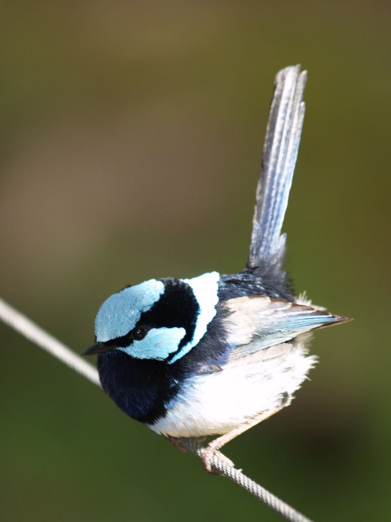 Superb Fairywren (male), Findlers Chase National Park, Kangaroo Island, South Australia, Australia, October 5, 2010 