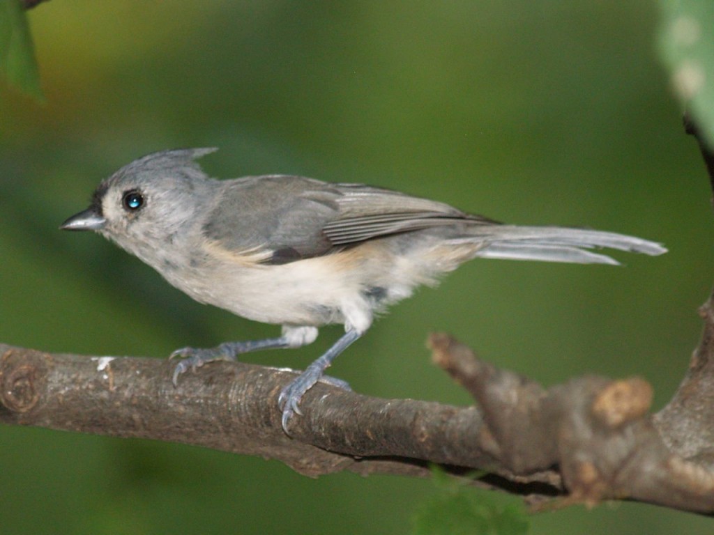 Tufted Titmouse, Chapel Hill, North Carolina, USA, September 7, 2009