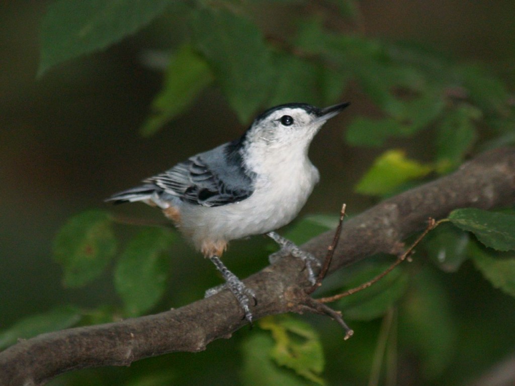 White-breasted Nuthatch, Chapel Hill, North Carolina, USA, September 7, 2009
