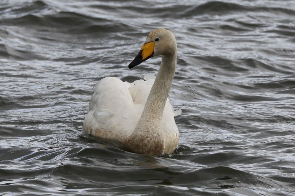 Whooper Swan, Reykjavik, Iceland, May 28, 2014