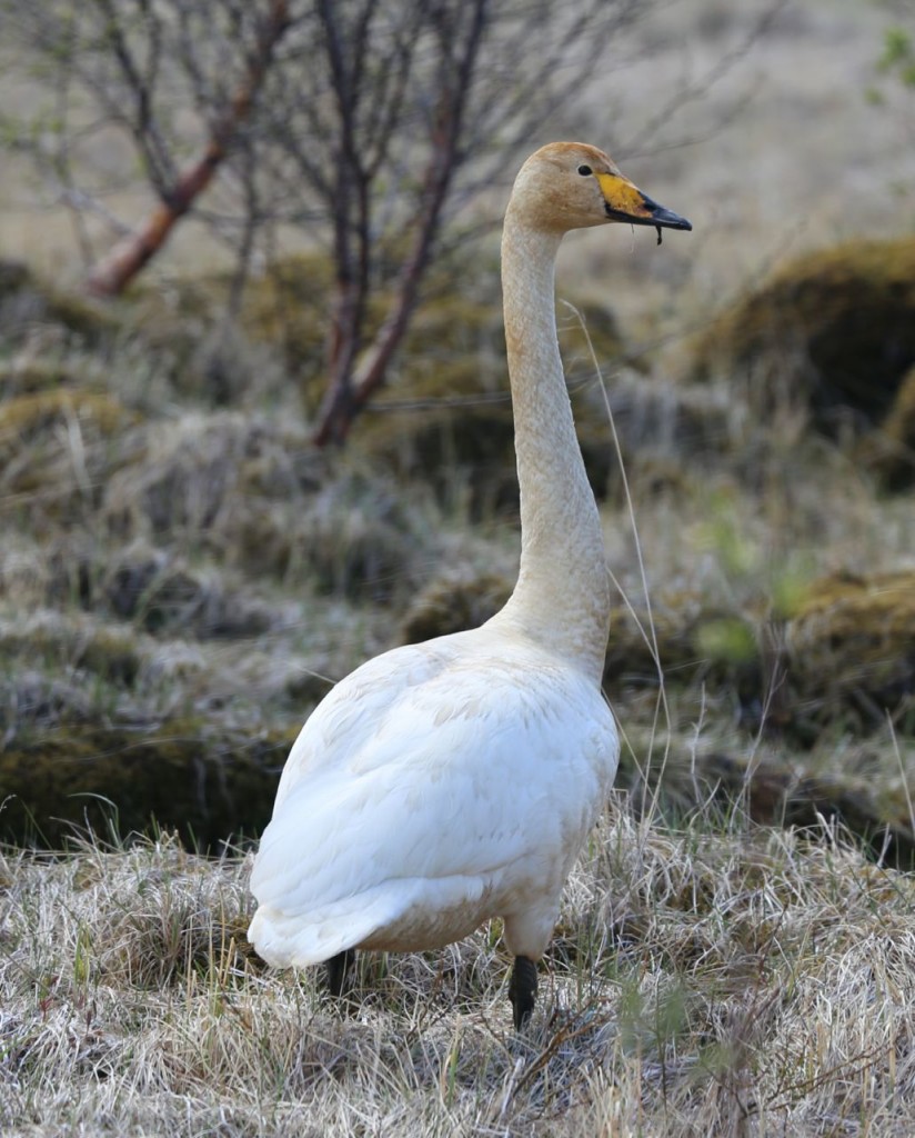 Whooper Swan, Sudhurland, Iceland, May 16, 2014