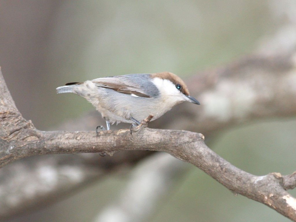 Brown-headed Nuthatch, Chapel Hill, North Carolina, USA, December 15, 2007