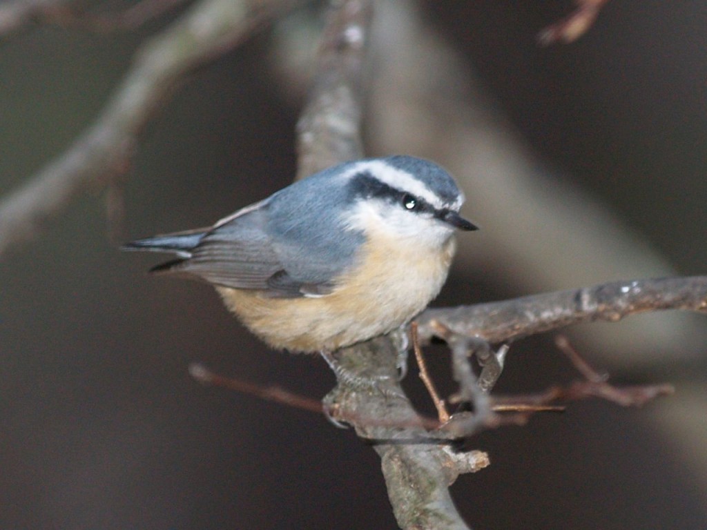 Red-breasted Nuthatch, Chapel Hill, North Carolina, USA, December 15, 2007