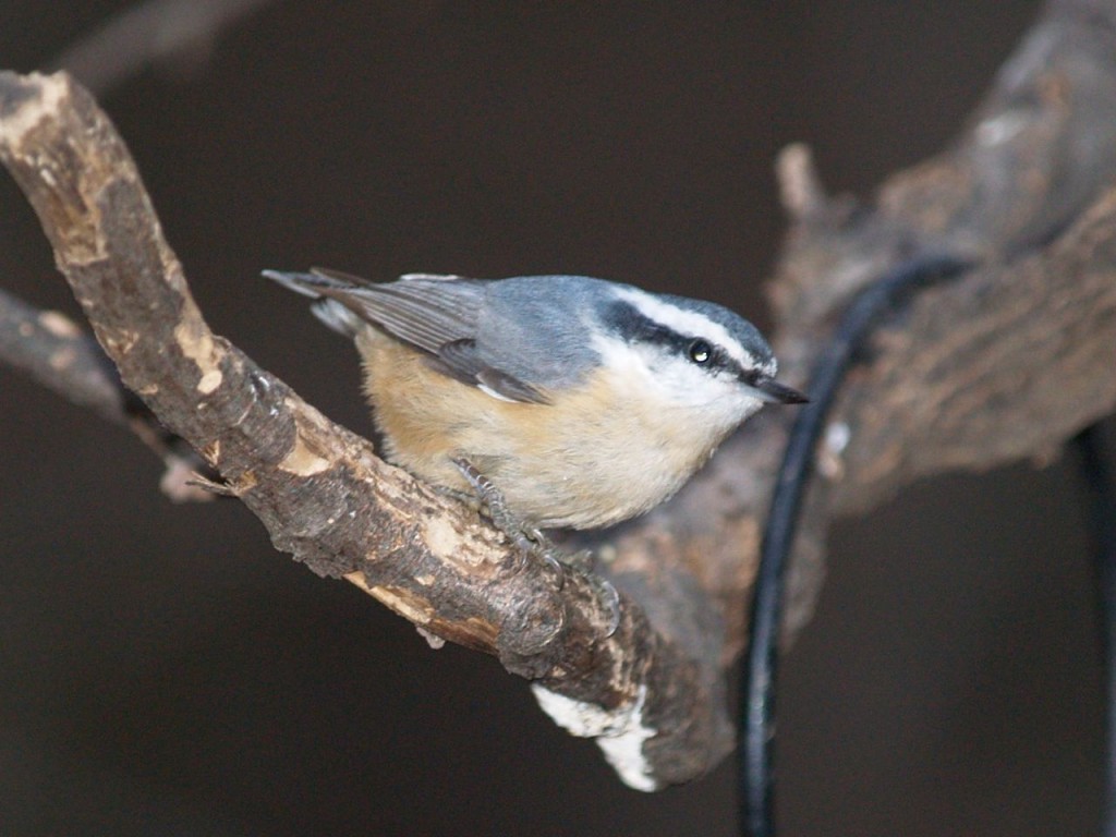 Red-breasted Nuthatch, Chapel Hill, North Carolina, USA, December 15, 2007