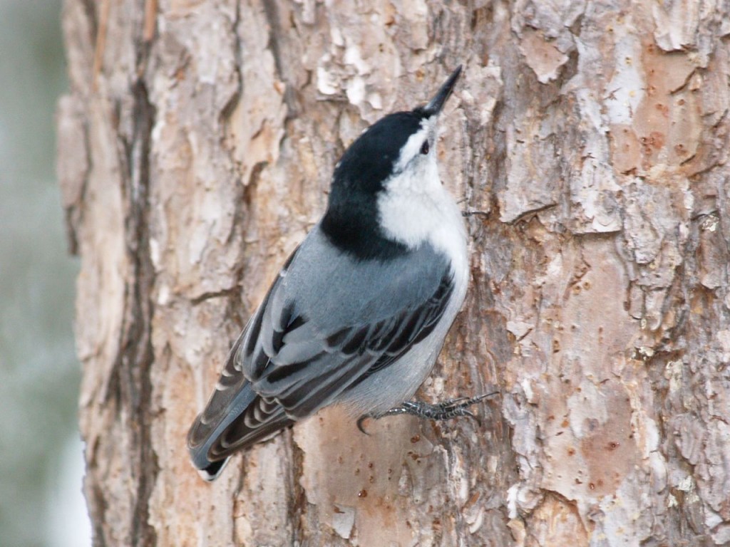 White-breasted Nuthatch, Chapel Hill, North Carolina, USA, December 15, 2007