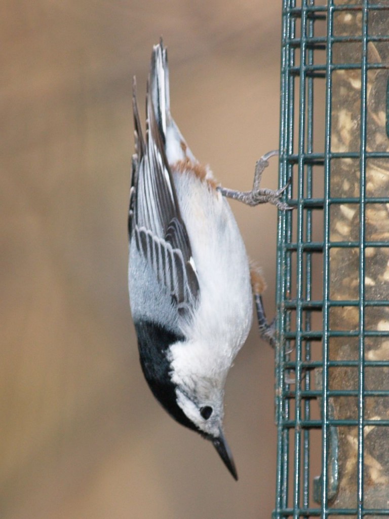 White-breasted Nuthatch, Chapel Hill, North Carolina, USA, December 15, 2007