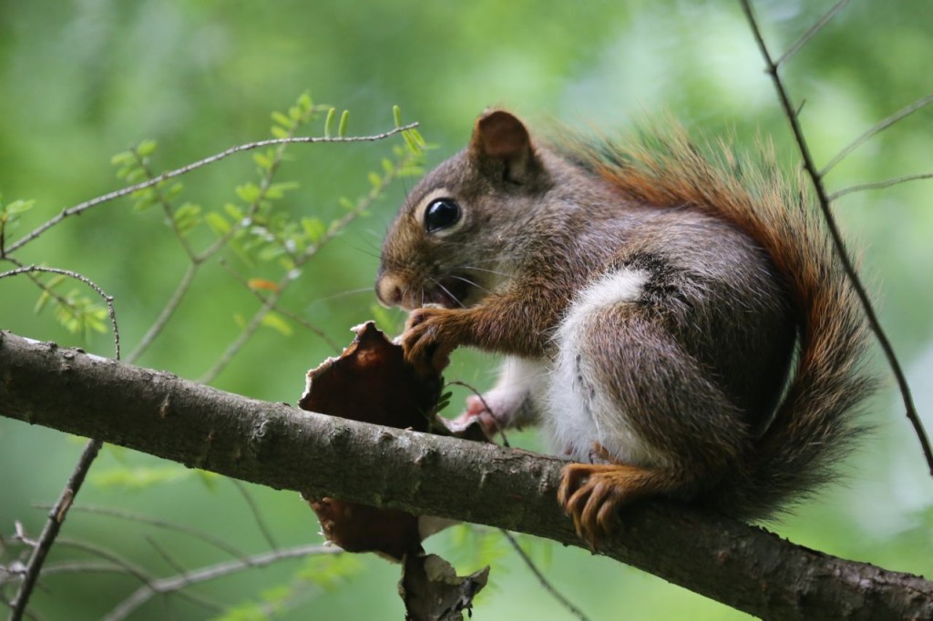 American red squirrel