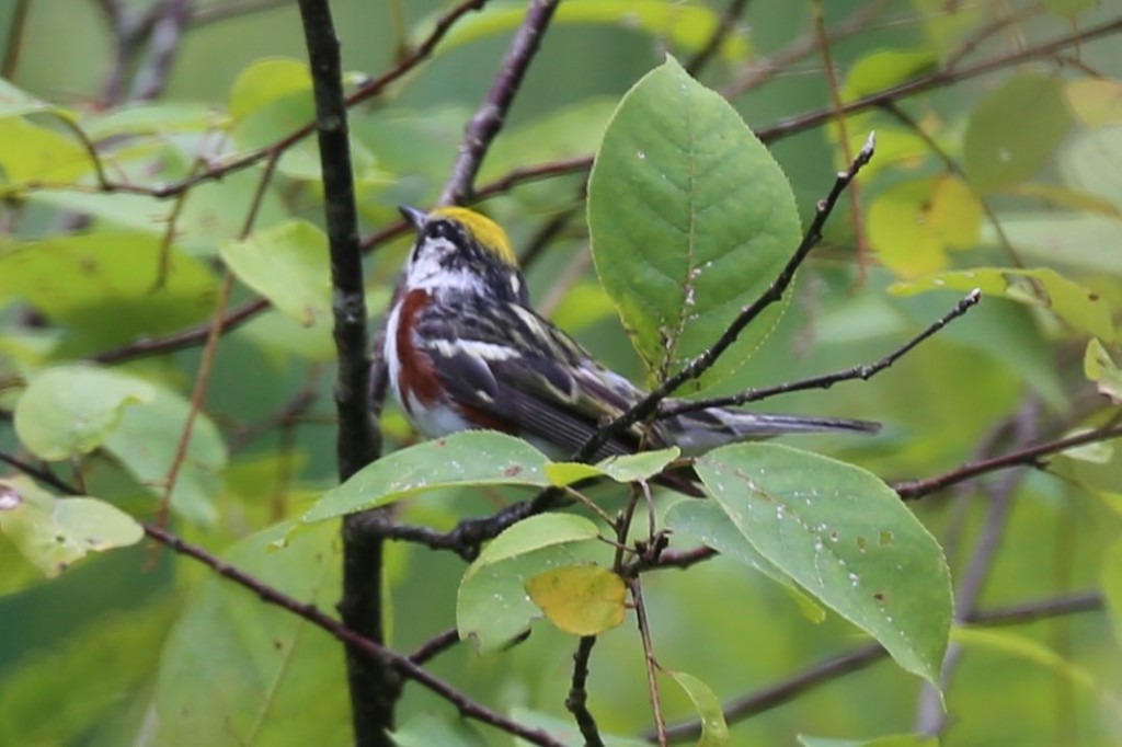 Chestnut-sided Warbler