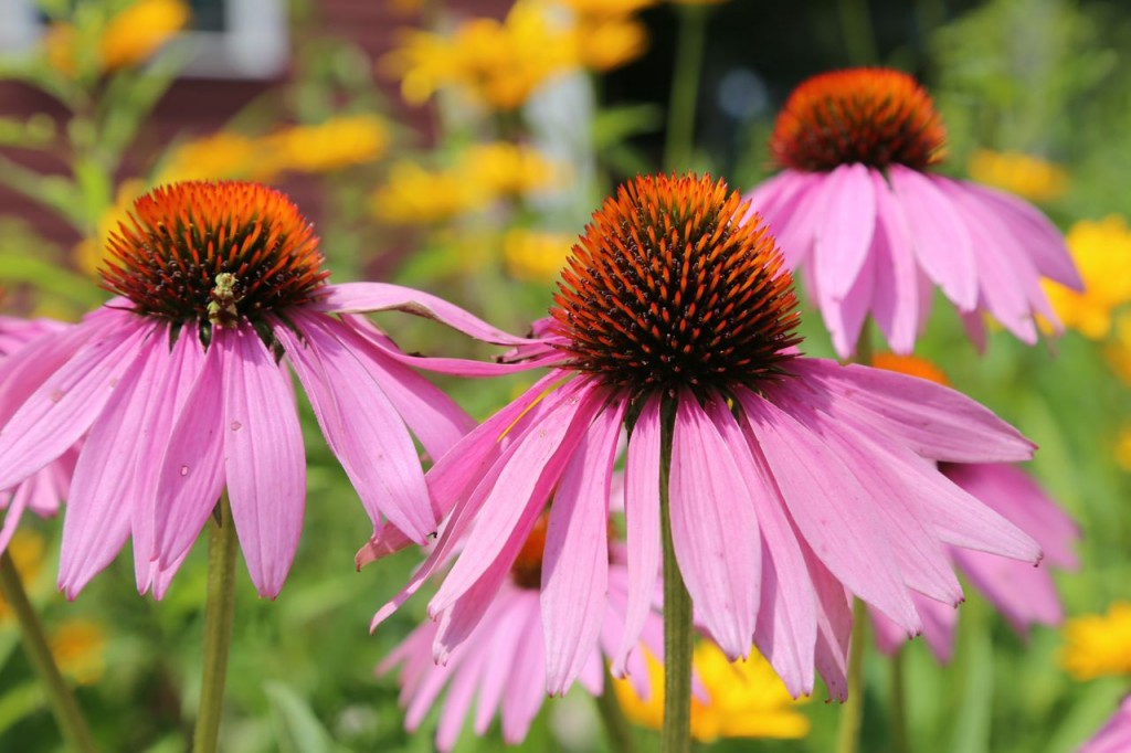 Coneflowers