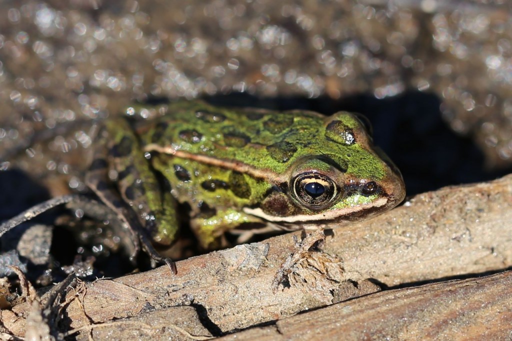 Cute little frog (I think my silhouette is actually reflected in his eye)