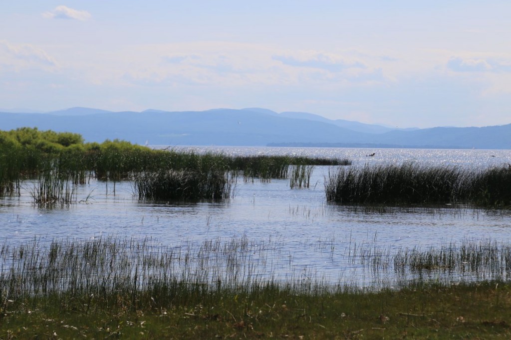 Lake Champlain marshy area