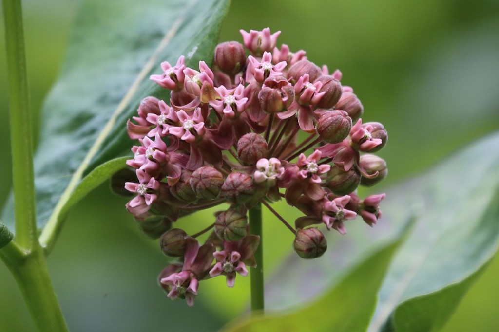 Milkweed