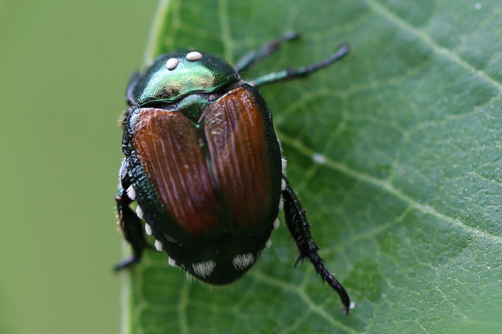 Beetle?