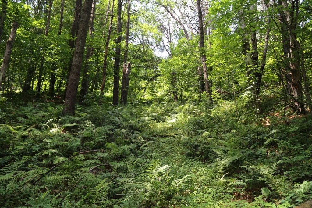 Fern forest