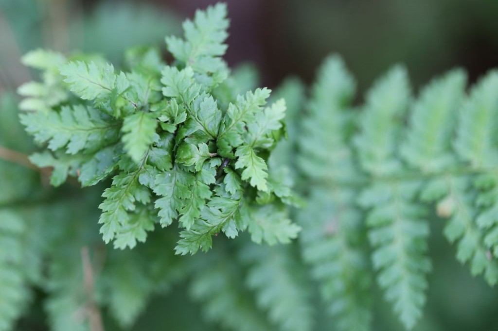 Fern frond