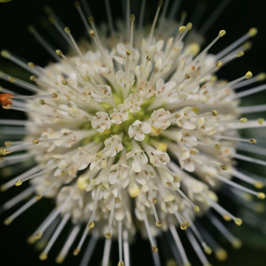 Unknown flower