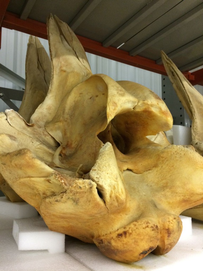 Baird's beaked whale skull
